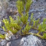 Lycopodiella cernua Habitat