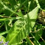 Centaurea montana Φύλλο