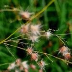 Melinis repens Fruit