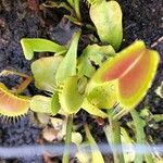 Dionaea muscipula Blad