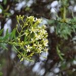 Hubertia ambavilla Blüte