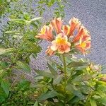 Alstroemeria ligtuFlower