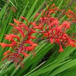 Crocosmia paniculata Flower