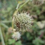 Eryngium yuccifolium Ovoce