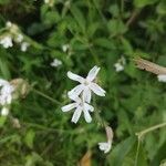 Silene dichotomaFlower