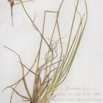 Carex hostiana आदत