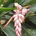 Alpinia zerumbet Bloem