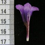 Echinacanthus attenuatus Otro