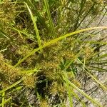 Cyperus odoratus Leaf