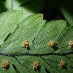 Arthropteris monocarpa برگ