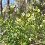 Phyllanthus calycinus Habit