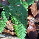 Dryopteris filix-mas Blatt