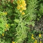 Linaria vulgaris Flower