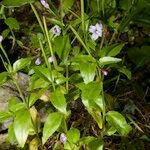 Epilobium duriaei Pokrój