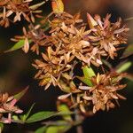 Abelia chinensis Fruit