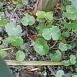 Hydrocotyle ranunculoides Leaf