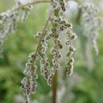 Urtica dioica Flor