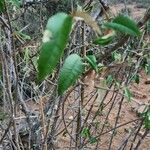 Croton dichogamus Leaf