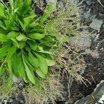 Limonium carolinianum Habit