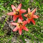 Lilium philadelphicumFloro