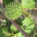 Datura stramoniumFrukt