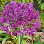 Allium nigrum Blomst