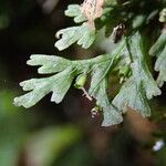 Trichomanes melanotrichum Leaf
