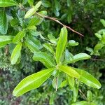 Pyracantha coccinea Blad