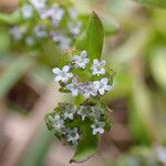 Valeriana locustaFiore