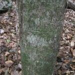 Ouratea guianensis Écorce