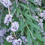 Buddleja alternifolia Flor