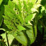 Gunnera tinctoria Blad