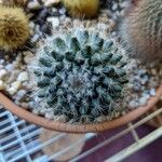 Mammillaria barbata Leht