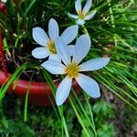 Zephyranthes candida 花