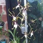 Brassia arachnoidea Folio