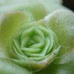 Aeonium aureum Φύλλο