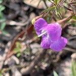 Agalinis tenuifolia Květ