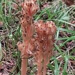 Monotropa hypopitysFlower