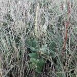 Verbascum virgatum Hábito