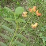 Sesbania herbacea Leaf