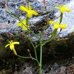 Lactuca muralis Fula