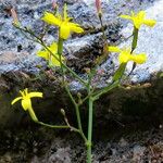 Lactuca muralis Flower