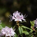 Rhododendron davidsonianum Blüte