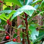 Ardisia crenata برگ