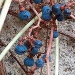 Parthenocissus tricuspidata Fruit