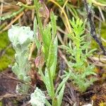 Polygala monspeliaca 叶