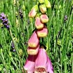 Digitalis thapsi Pokrój