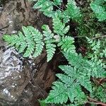 Dryopteris expansa Leaf