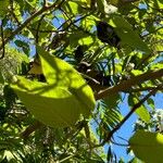 Cordia dentata Hoja