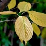 Prunus sargentii Leaf